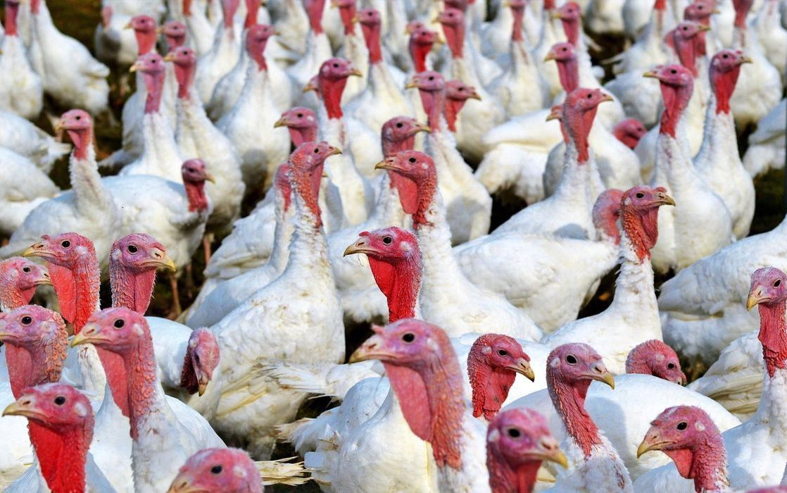 Pollo entero dorado, criado en pastura bajo el sol