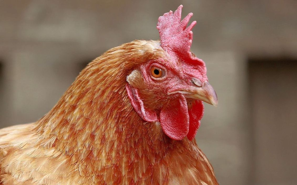 Cesta de huevos frescos de gallinas en libertad