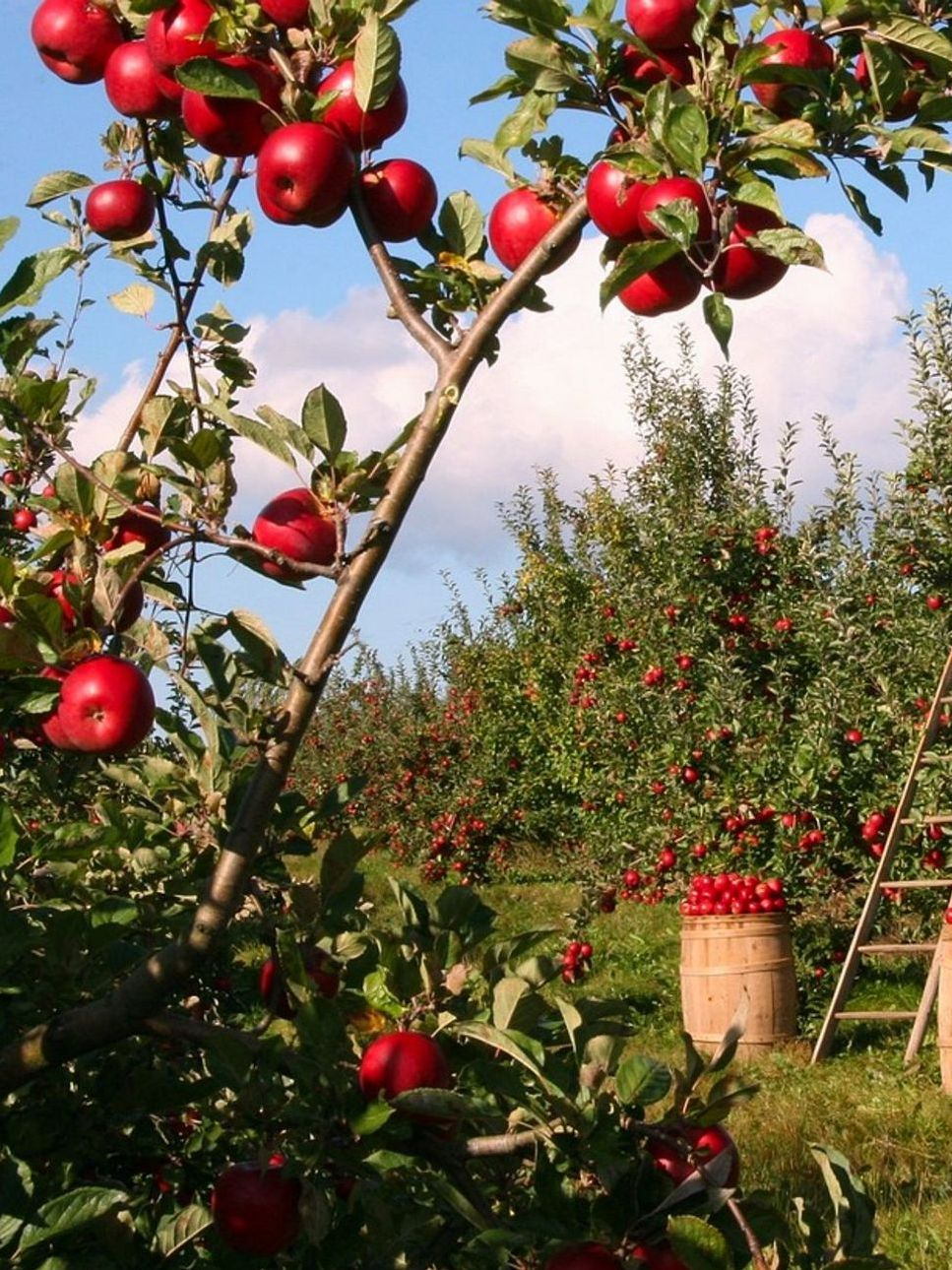 What's in Season